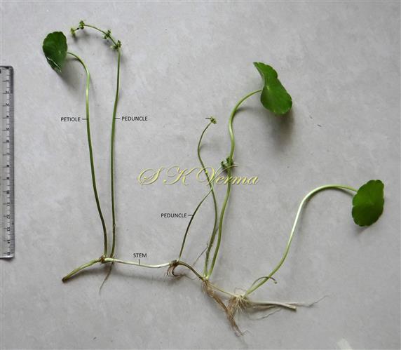 Hydrocotyle verticillata